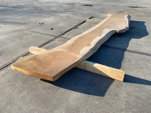 Planche en tronc de Chêne – 3100 x 500 x 50 mm – Ponçé