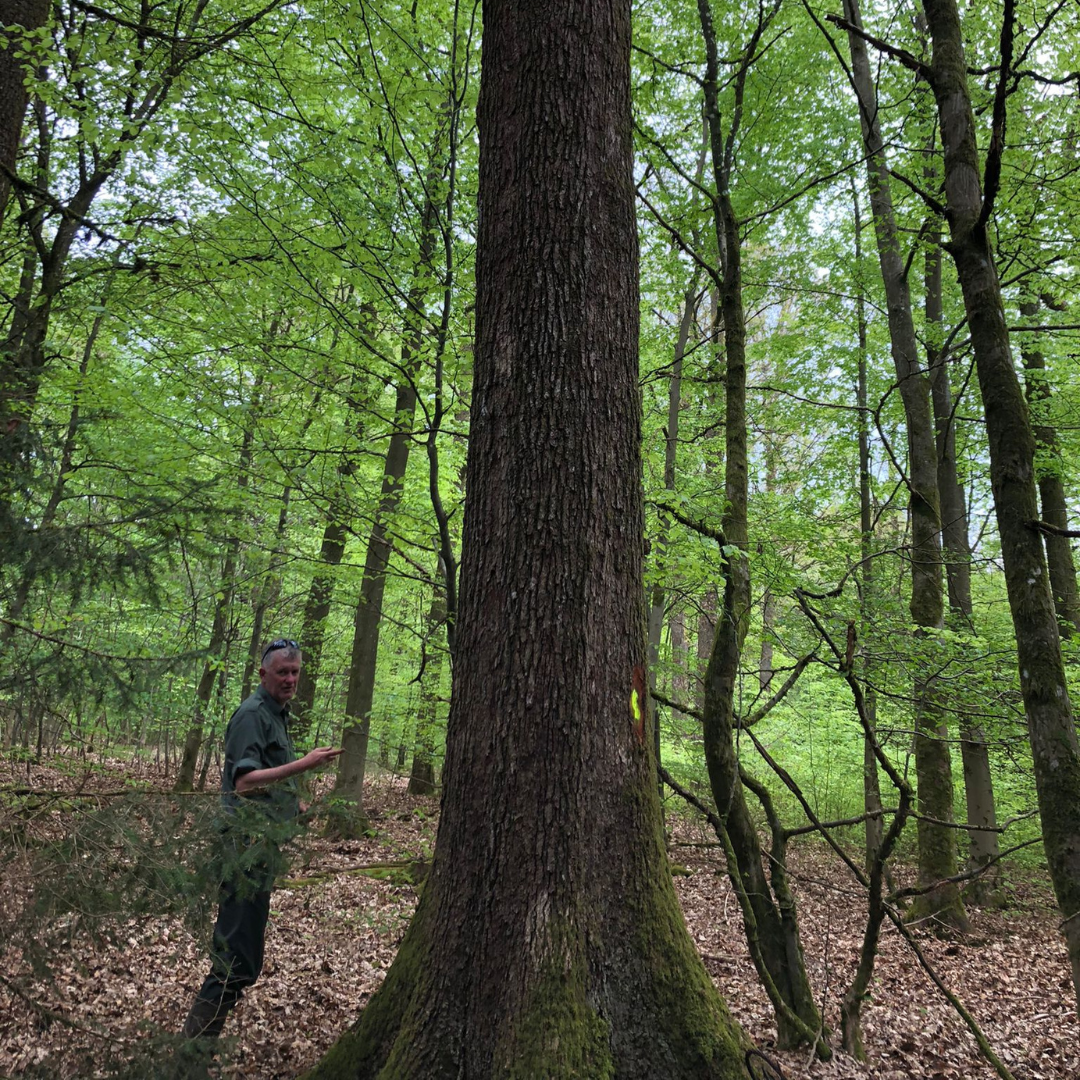 Bij Mijn Houtbouw Pakket beschouwen we onze bossen als een onschatbaar geschenk. Deze levende ecosystemen zijn meer dan louter houtleveranciers; ze zijn bronnen van leven die onze zorg en bescherming verdienen.
